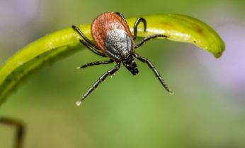 Medias preventivas ante picaduras de garrapatas y cómo actuar