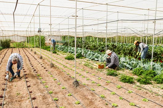 Agricultores trabajando en un campo, cosechando repollo fresco;